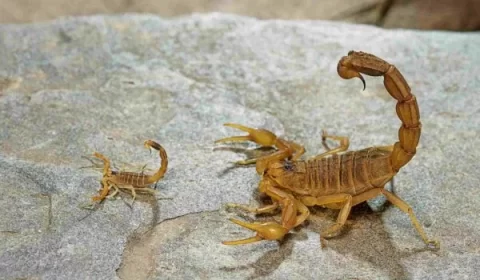 Menino quase tem pênis amputado por picada de escorpião no pé.