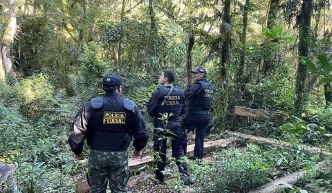Policia Federal e IBAMA – No Combate ao Desmatamento, Arrendamento Clandestino e Comércio Ilegal de Xaxim