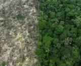 Amazônia no centro do debate: entre a preservação ambiental e os desafios do desenvolvimento econômico