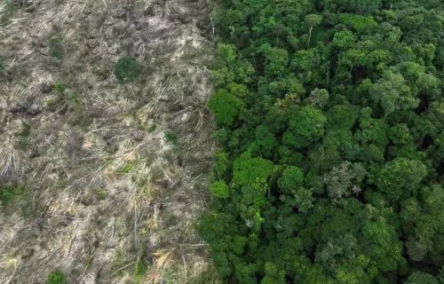 Amazônia no centro do debate: entre a preservação ambiental e os desafios do desenvolvimento econômico