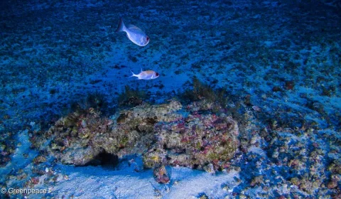 Cientistas alertam para risco ao sistema de recifes da Amazônia em projeto de extração de petróleo na Margem Equatorial Brasileira