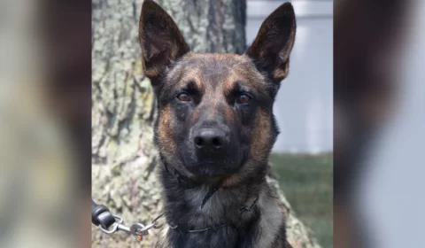Conheça Yoda, o cão de 4 anos que capturou brasileiro fugitivo nos EUA