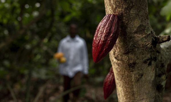 Custos de produção do cacau, buriti e açaí são atualizados