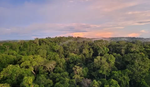 O que celebrar no Dia da Amazônia