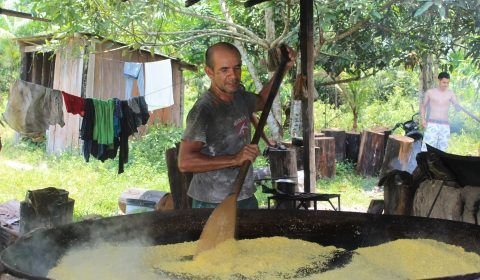 Ouro do interior: os desafios para extração da farinha amarela em Tefé 