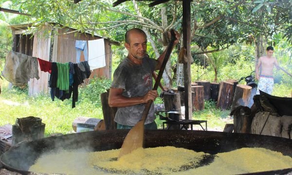 Ouro do interior: os desafios para extração da farinha amarela em Tefé 