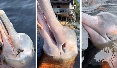 Redes de pesca danificadas geram conflitos entre humanos e boto-vermelho no Amazonas