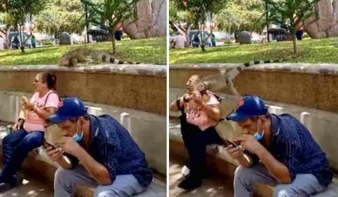 Vídeo impressionante: mulher é surpreendida por iguana e quase infarta