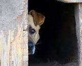 Senadores querem endurecer punição para maus-tratos a animais