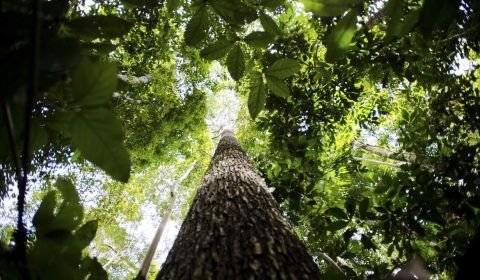 Fundo Amazônia recebe as primeiras doações dos EUA e da Suíça