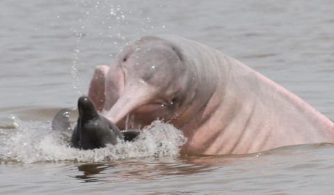 Ibama envia veterinários para atender botos no Amazonas