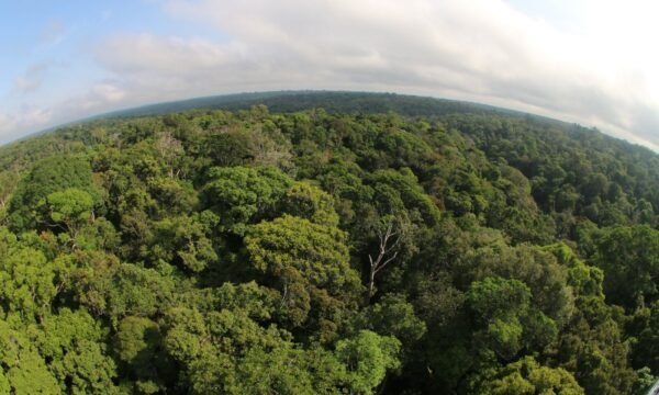 Amazonas registra queda de 40% no desmatamento em 2023, aponta Inpe