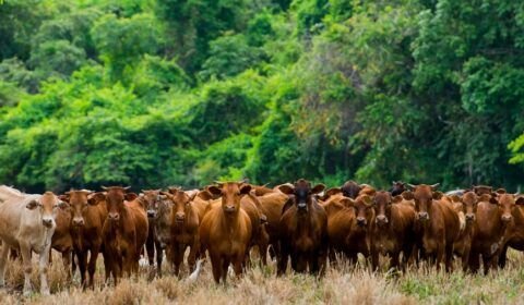 Pecuária pode desmatar 3 milhões de hectares da Amazônia até 2025