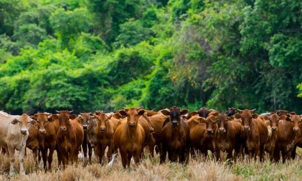 Pecuária pode desmatar 3 milhões de hectares da Amazônia até 2025