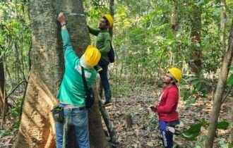 Amazonas reduz em 77% exploração ilegal de madeira e aumenta manejo madeireiro em 91%
