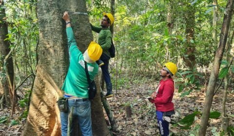 Amazonas reduz em 77% exploração ilegal de madeira e aumenta manejo madeireiro em 91%