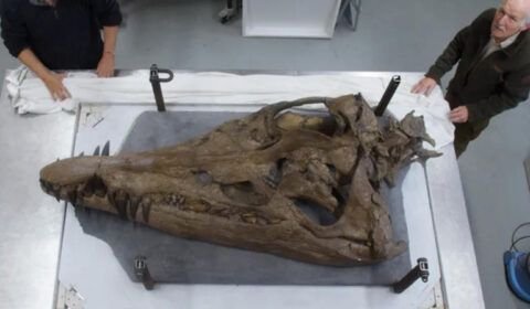 Crânio gigante de 'monstro marinho' é encontrado