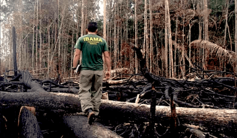 Desmatamento ilegal no Amazonas: fiscalização aplica R$ 765 mil em multa e promove 10 embargos