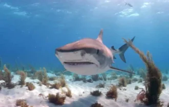 Tubarão ataca e mata mulher que praticava paddle nas Bahamas
