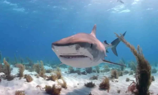 Tubarão ataca e mata mulher que praticava paddle nas Bahamas