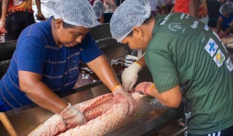 manejo-do-pirarucu_setor_guedes_dircequintino_4