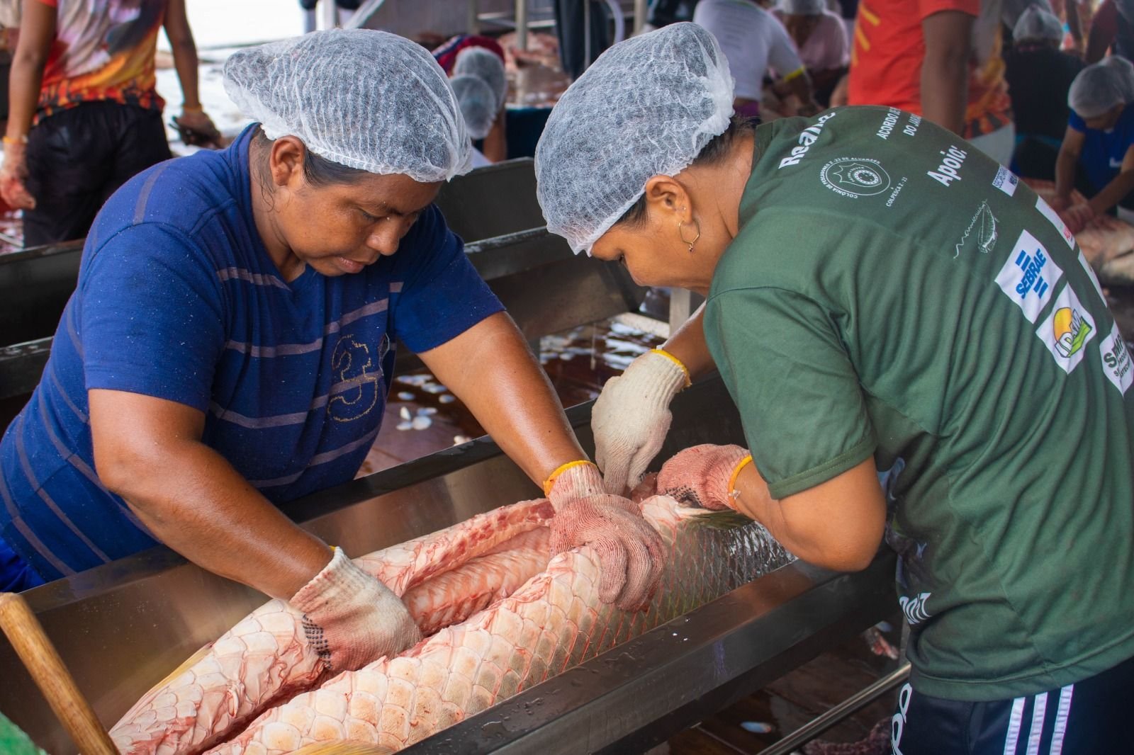 manejo-do-pirarucu_setor_guedes_dircequintino_4