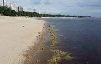 Canaranas: saiba o que são as ilhas de vegetação que surgiram em Manaus após seca histórica