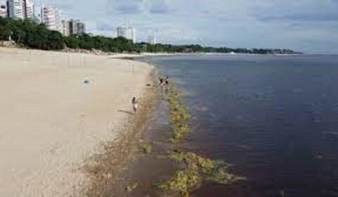 Canaranas: saiba o que são as ilhas de vegetação que surgiram em Manaus após seca histórica