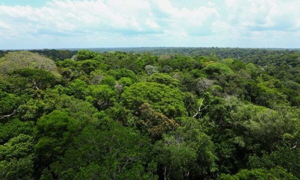 floresta-amazonas