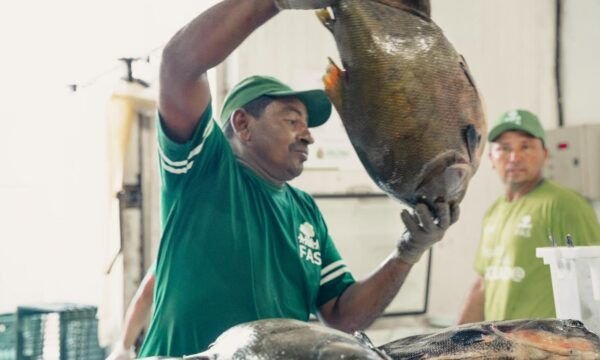 Venda de pirarucu e tambaqui de manejo gera renda em mais de R$ 409 mil a pescadores na Amazônia