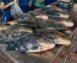 Quaresma impulsiona consumo de peixe e reforça benefícios nutricionais do alimento