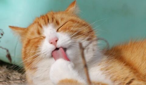 celebre-o-mes-dos-gatos-mantendo-a-sua-saude-e-bem-estar-pixabay-1