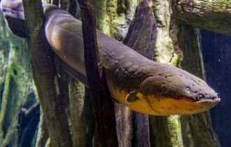 theelectriceelelectrophoruselectricusisasouthamericanelectric