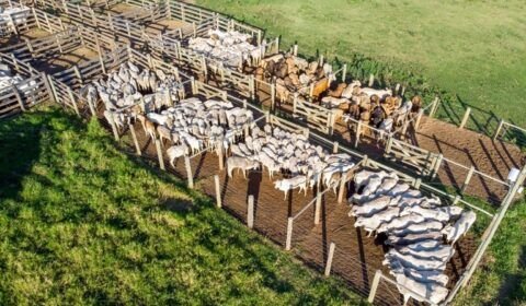 agricultura-e-pecuaria