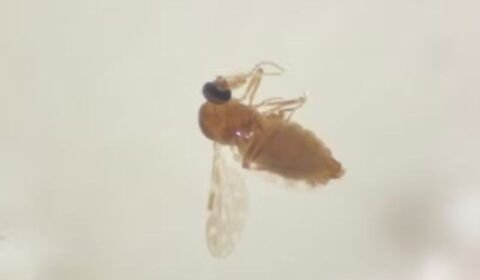 febre_oropouche_fiocruz_f61dc29bbc_570a81e941