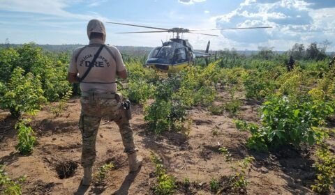 plantacao-de-entorpecentes_foto-policia-federal-divulgacao