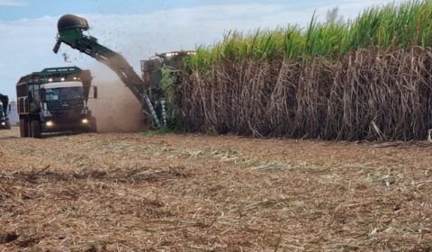 bioenergetica-aroeira-colheita-duas-linhas-e1696504553400-1000x600