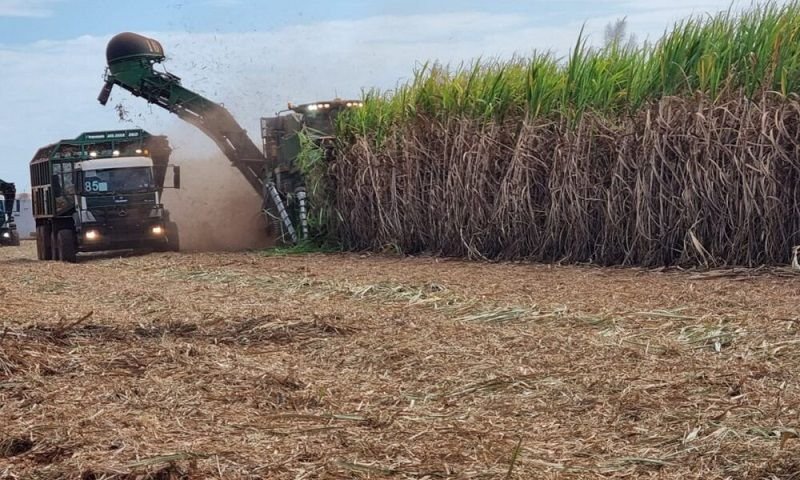 bioenergetica-aroeira-colheita-duas-linhas-e1696504553400-1000x600