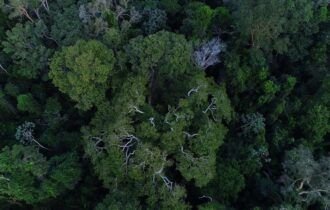 floresta_amazonica_vista_de_cima-2