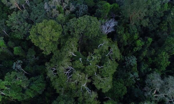 floresta_amazonica_vista_de_cima-2