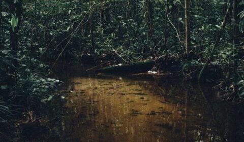 1_forest_close_to_water_table-38249342