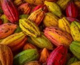 bancos-amazonia-cacau