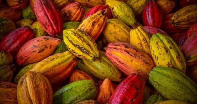 bancos-amazonia-cacau