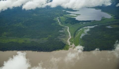 floresta-amazonica-nova