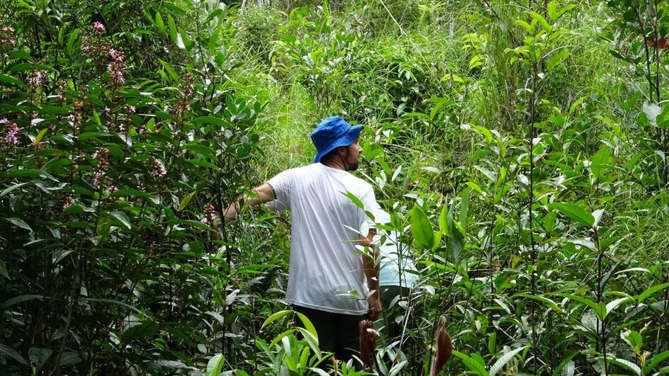 quem-e-o-pesquisador-da-ufsc-que-plantou-mais-de-4-mil-arvores-na-amazonia-4-944x531