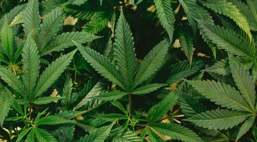 cannabis_unsplash-3