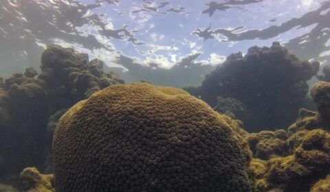 image_processing20240608-1036060-ztze1c