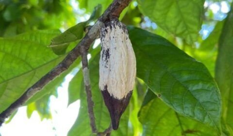 8f939588-0f0b-448a-aa8f-823ff96d1966