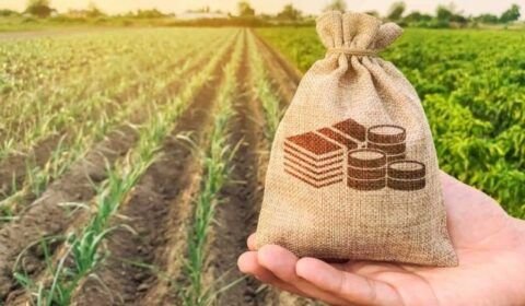 credito-envanto-elements