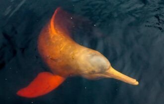 amazonia-em-alerta-lagos-estao-atingindo-temperaturas-extremas-causando-a-morte-de-centenas-de-botos-1721074549155_1024